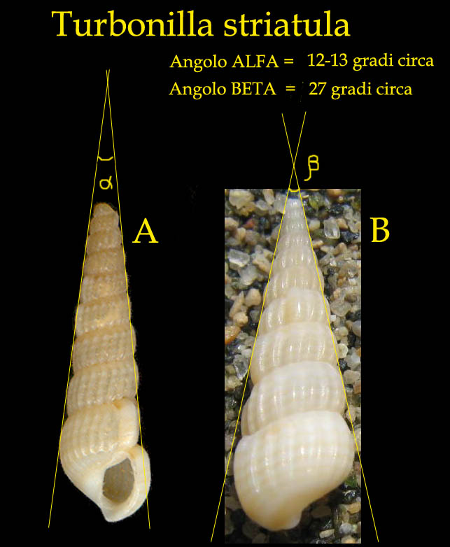 Pyramidellidae : Turbonilla striatula